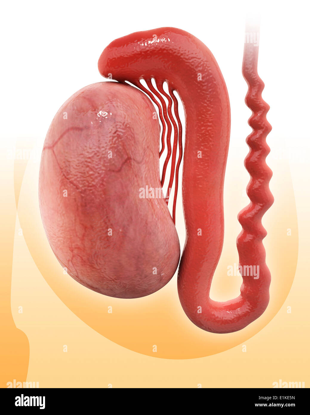 Testicle Anatomy Hi res Stock Photography And Images Alamy