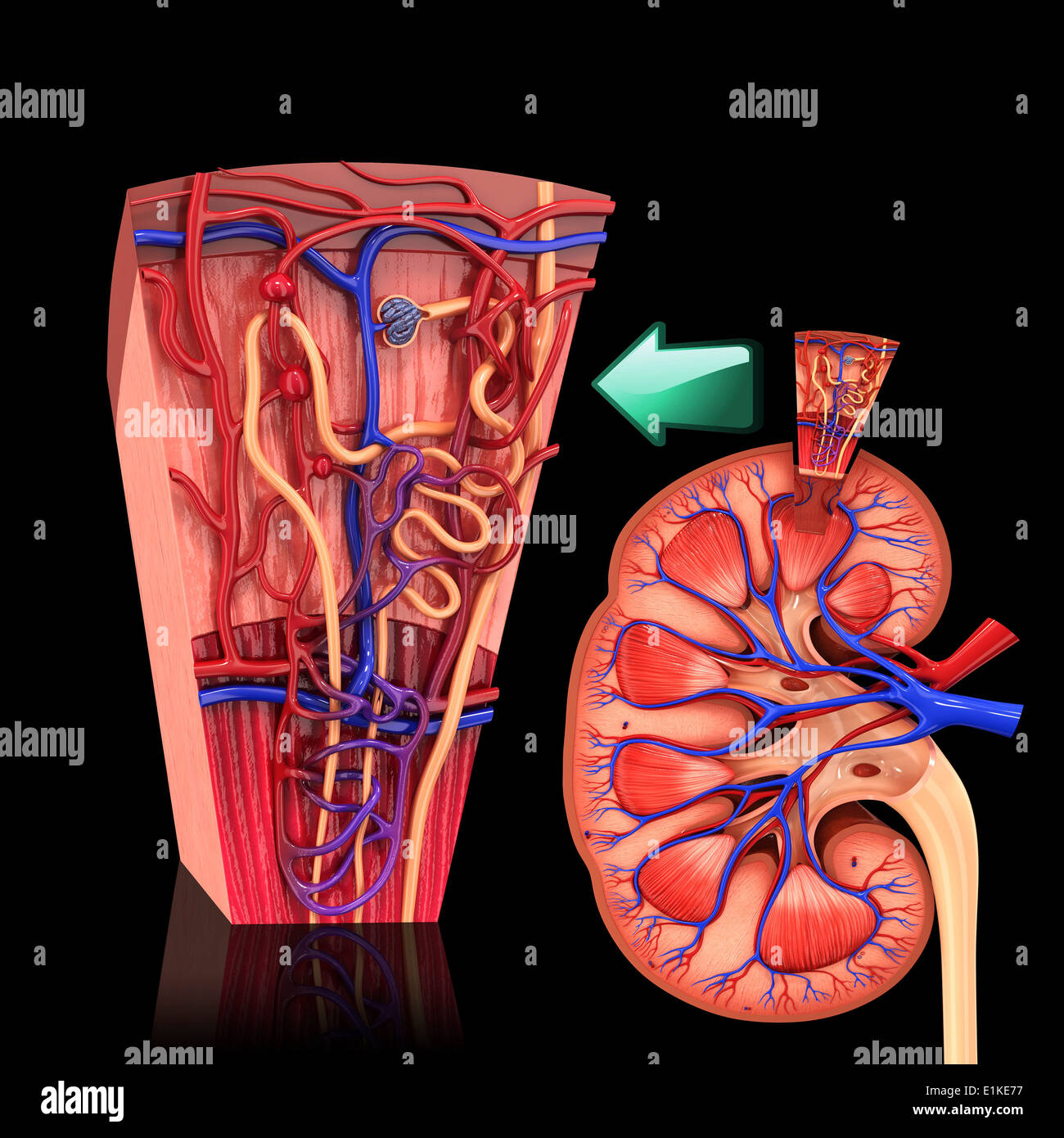 Kidney nephron hi-res stock photography and images - Alamy, image size:1300x1390