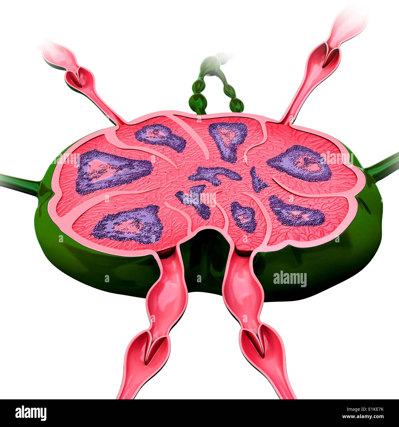 Human lymph node computer artwork. Stock Photo