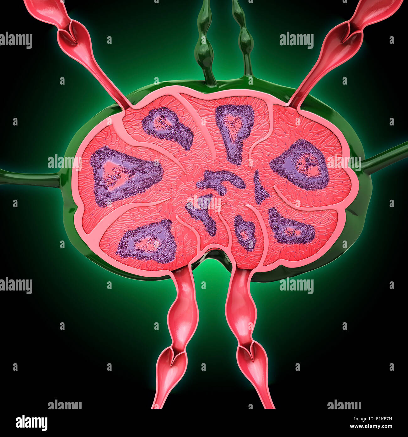 Human lymph node computer artwork Stock Photo - Alamy