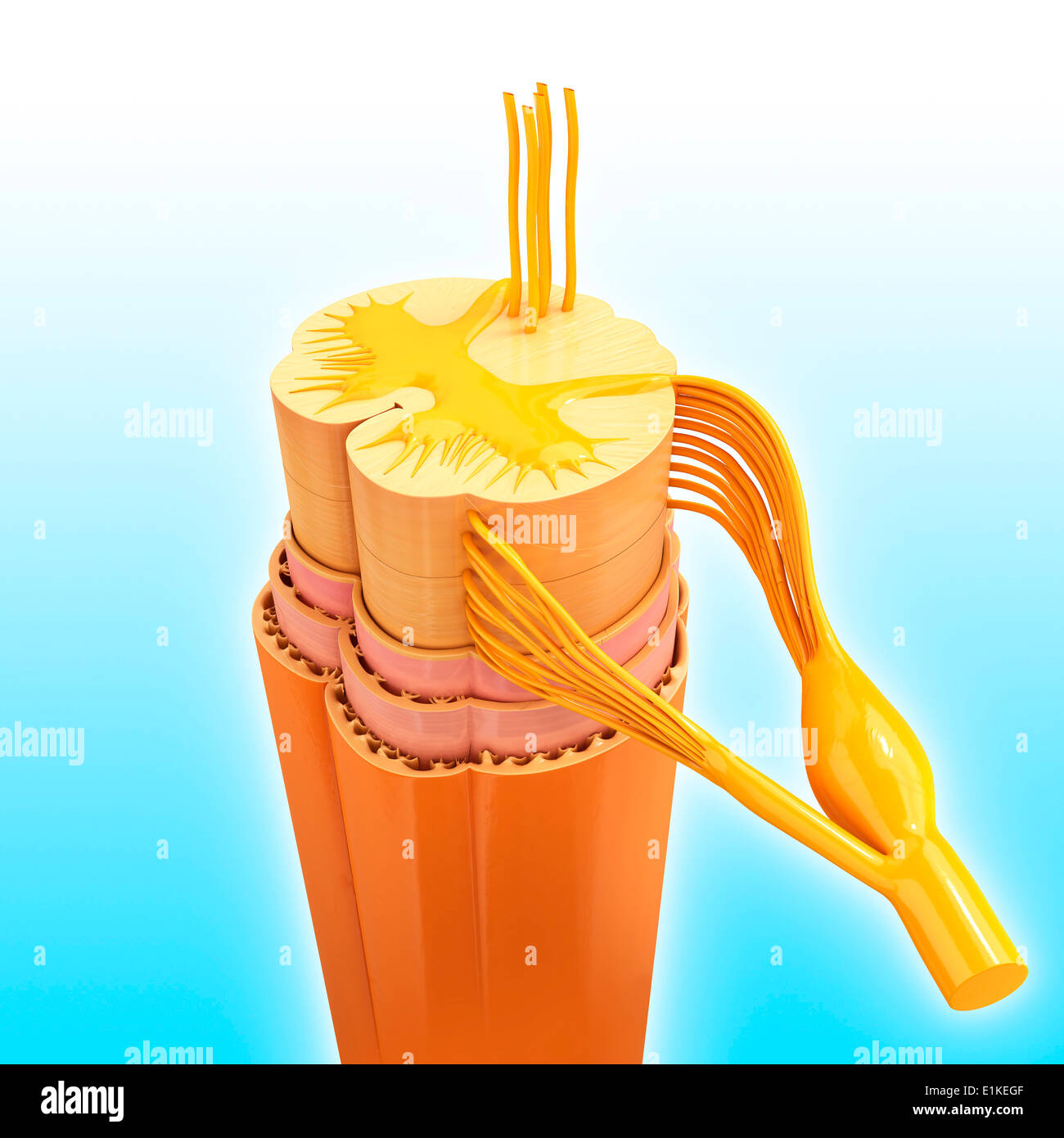 Human spinal chord computer artwork. Stock Photo