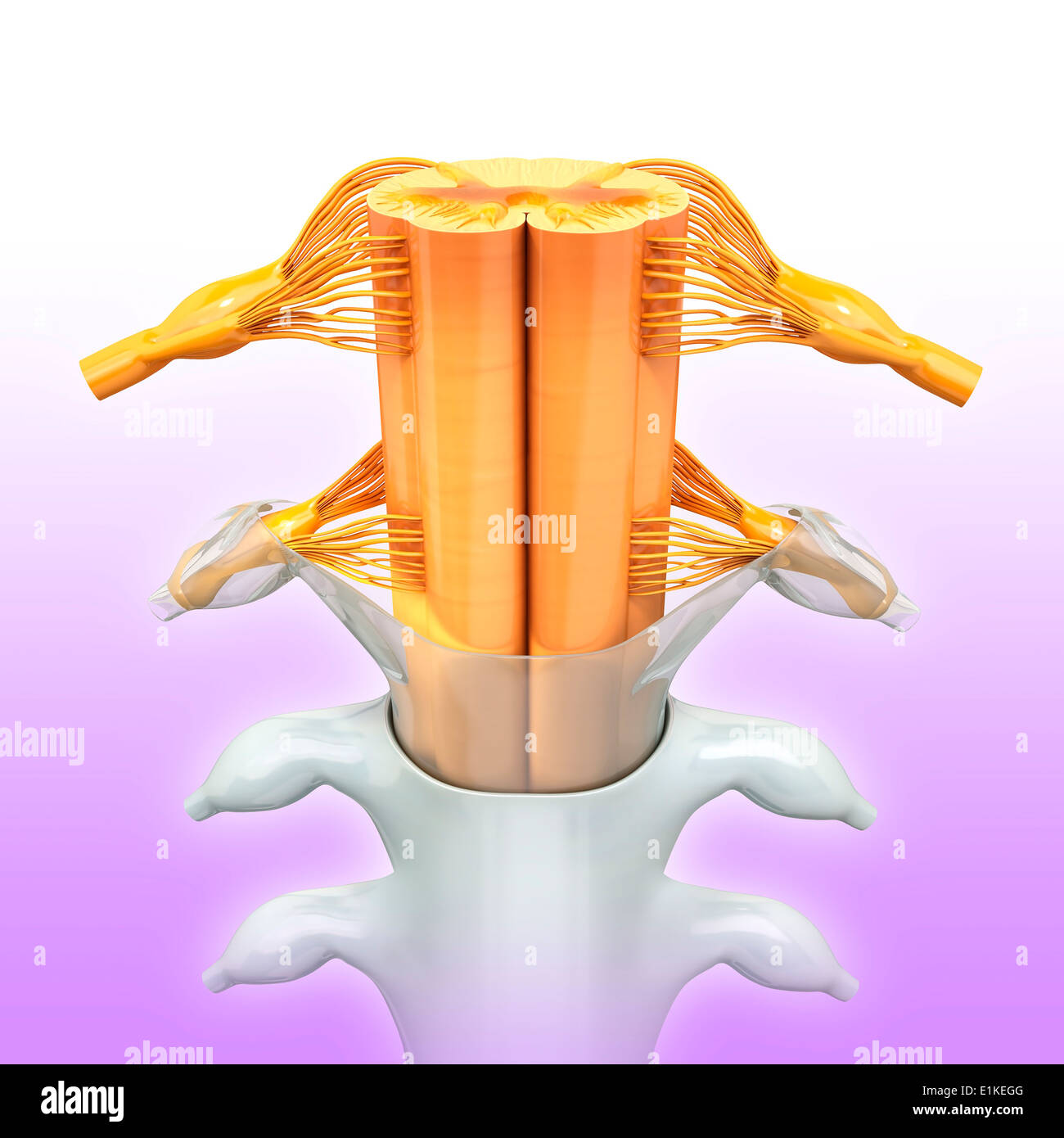 Human spinal chord computer artwork. Stock Photo