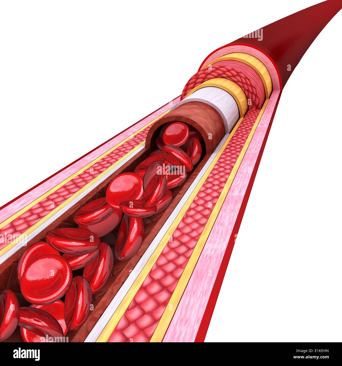 Human artery cut-away computer artwork Stock Photo - Alamy