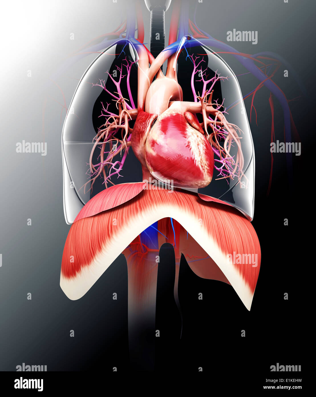 Human cardiovascular system computer artwork Stock Photo Alamy
