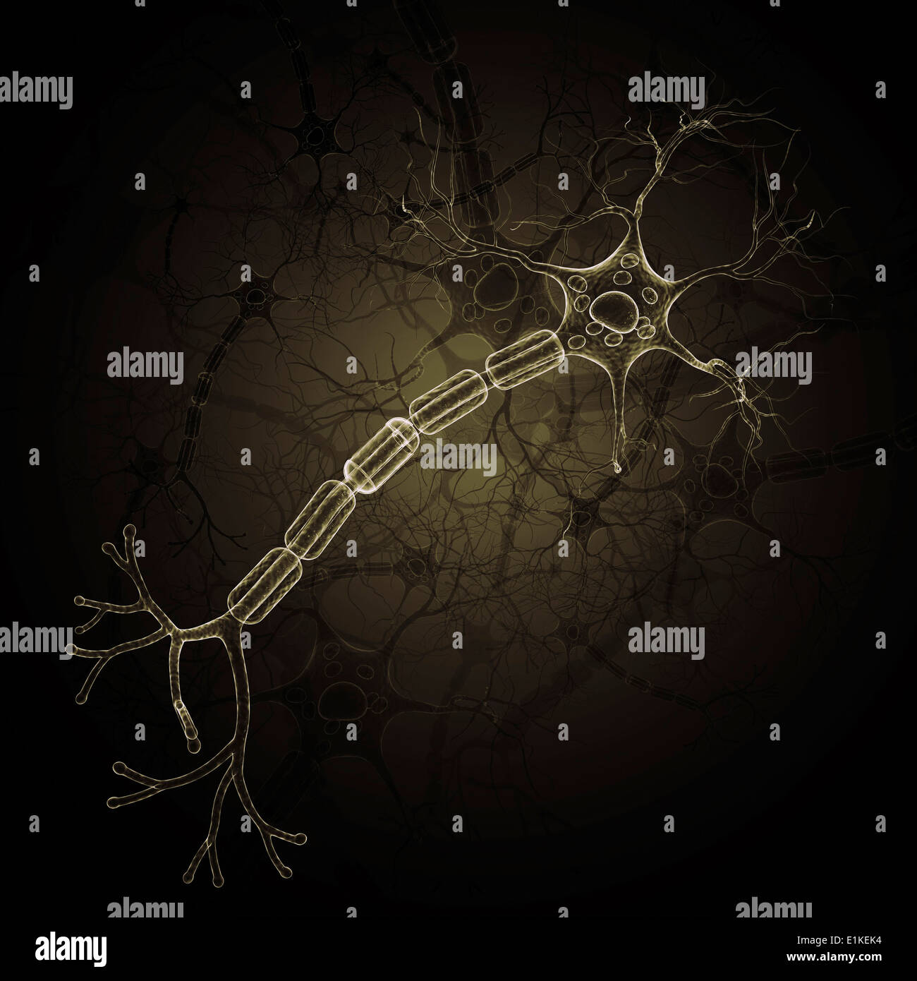 Nerve cell computer artwork Stock Photo - Alamy