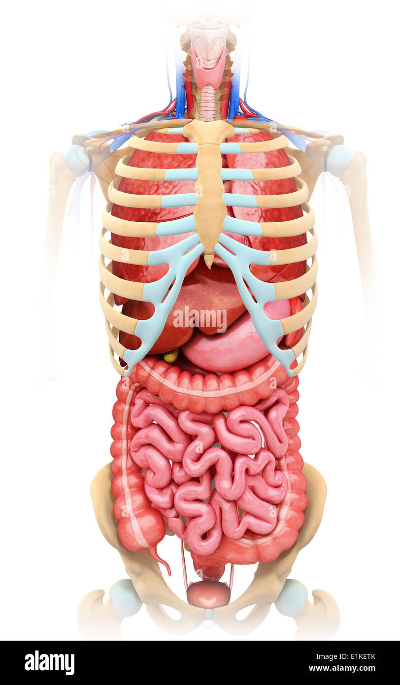Human Digestive System And Ribcage Computer Artwork Stock Photo Alamy