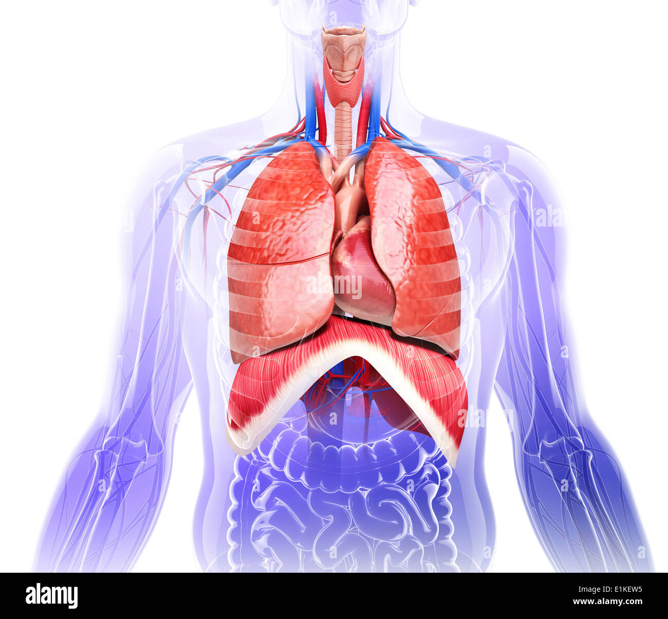 Дыхательная система на красивом фоне