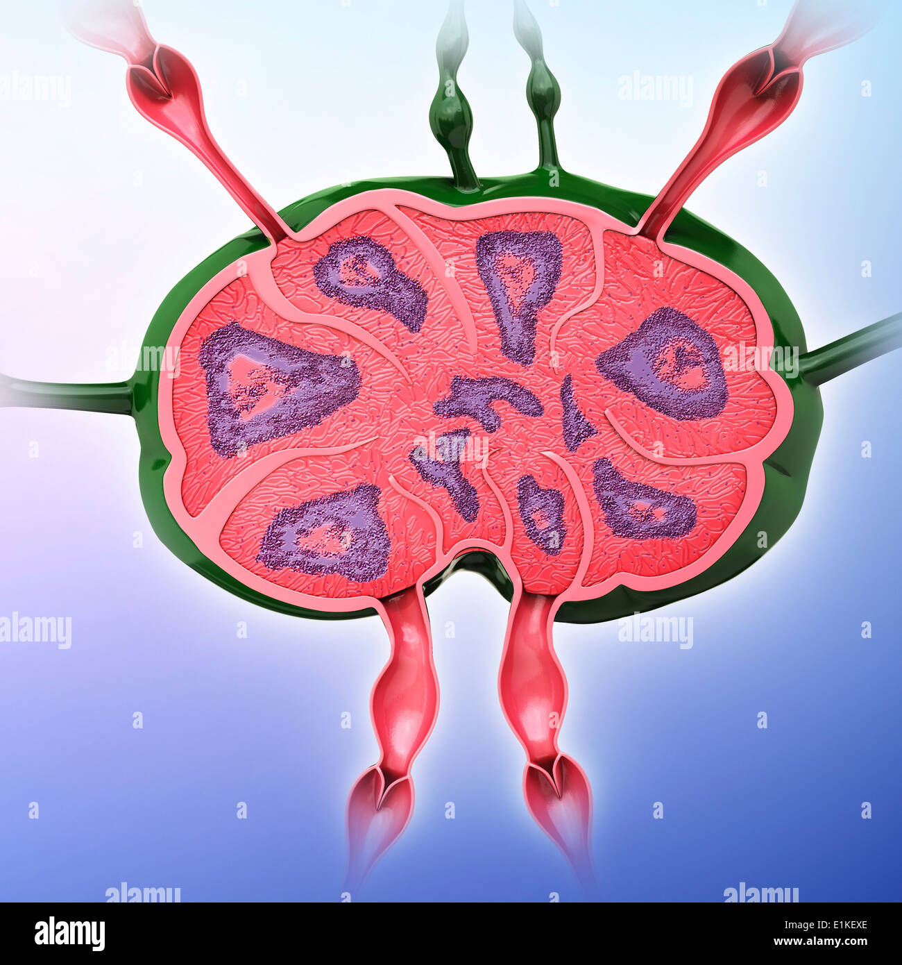 Human lymph node computer artwork Stock Photo - Alamy