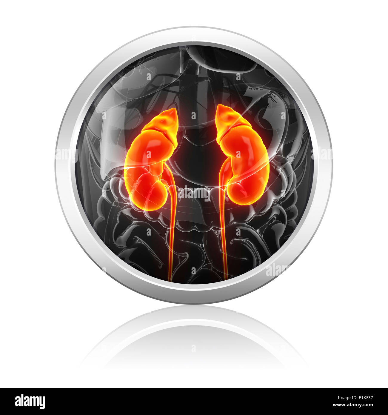 Kidney Desktop Human kidneys computer artwork Stock Photo - Alamy