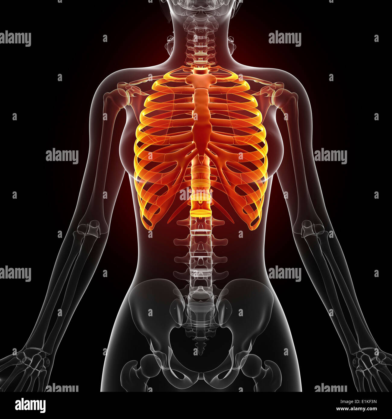 484 Large Rib Cage Stock Photos, High-Res Pictures, and Images