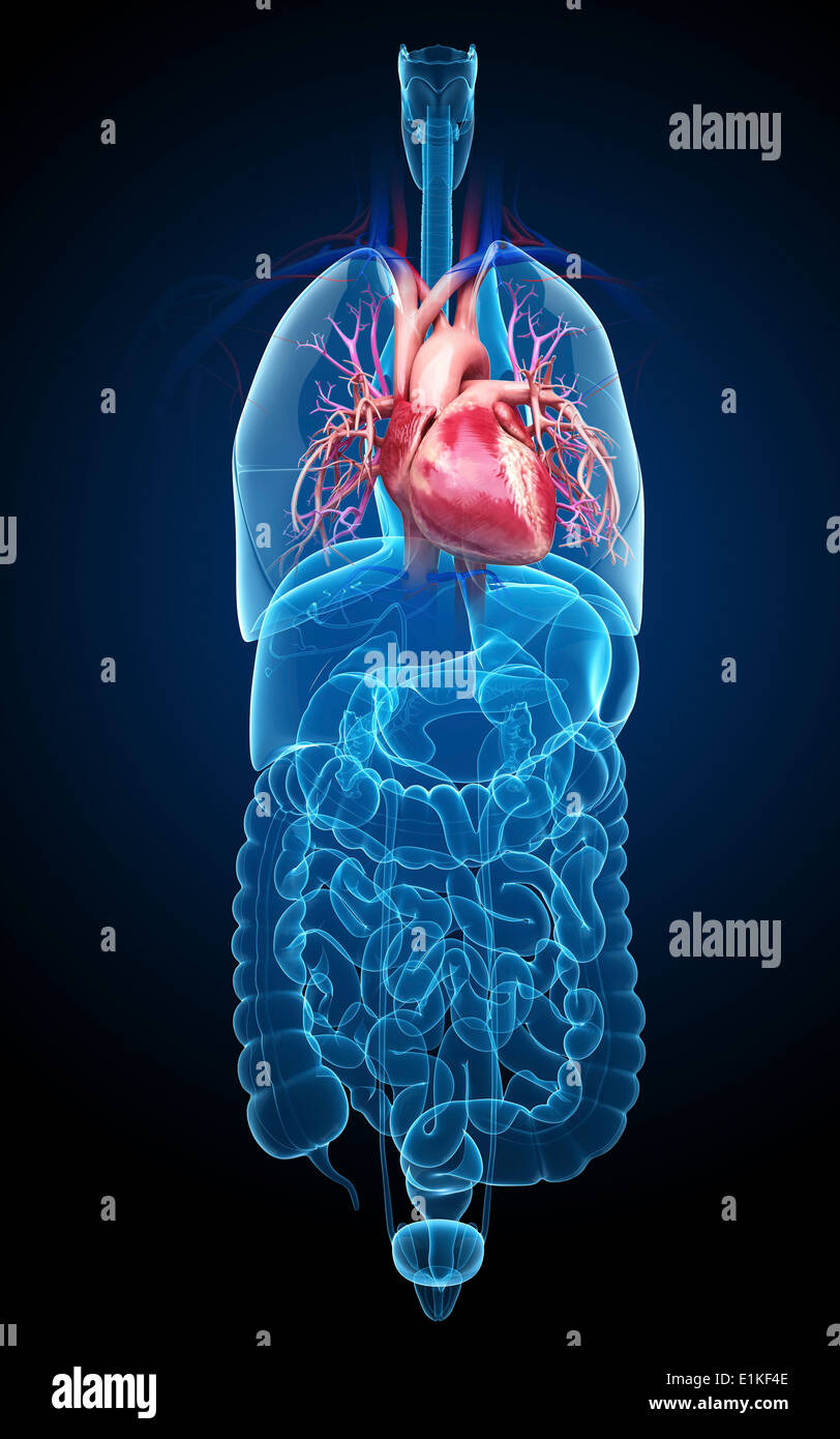 Human internal organs computer artwork. Stock Photo