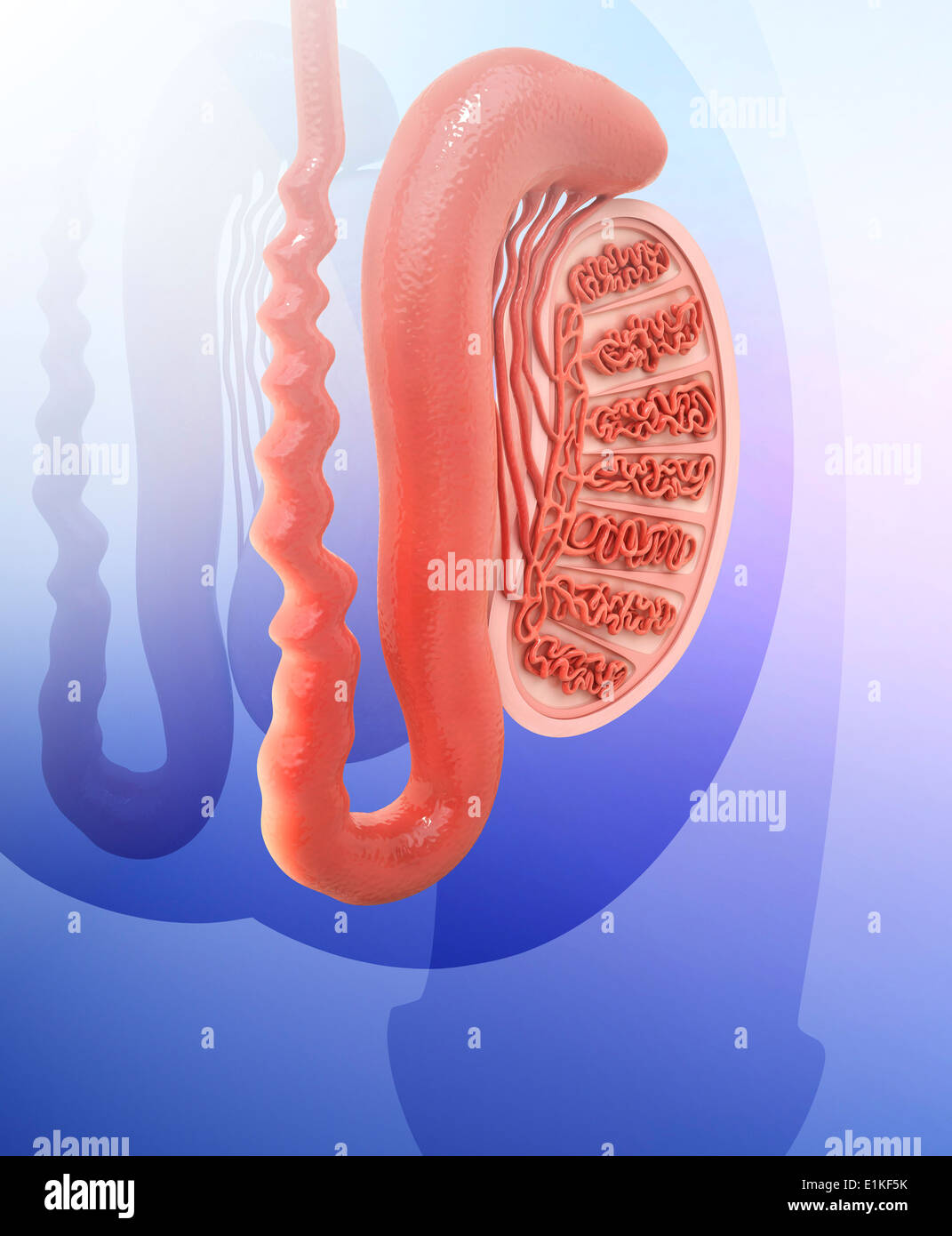 Human testicle computer artwork. Stock Photo