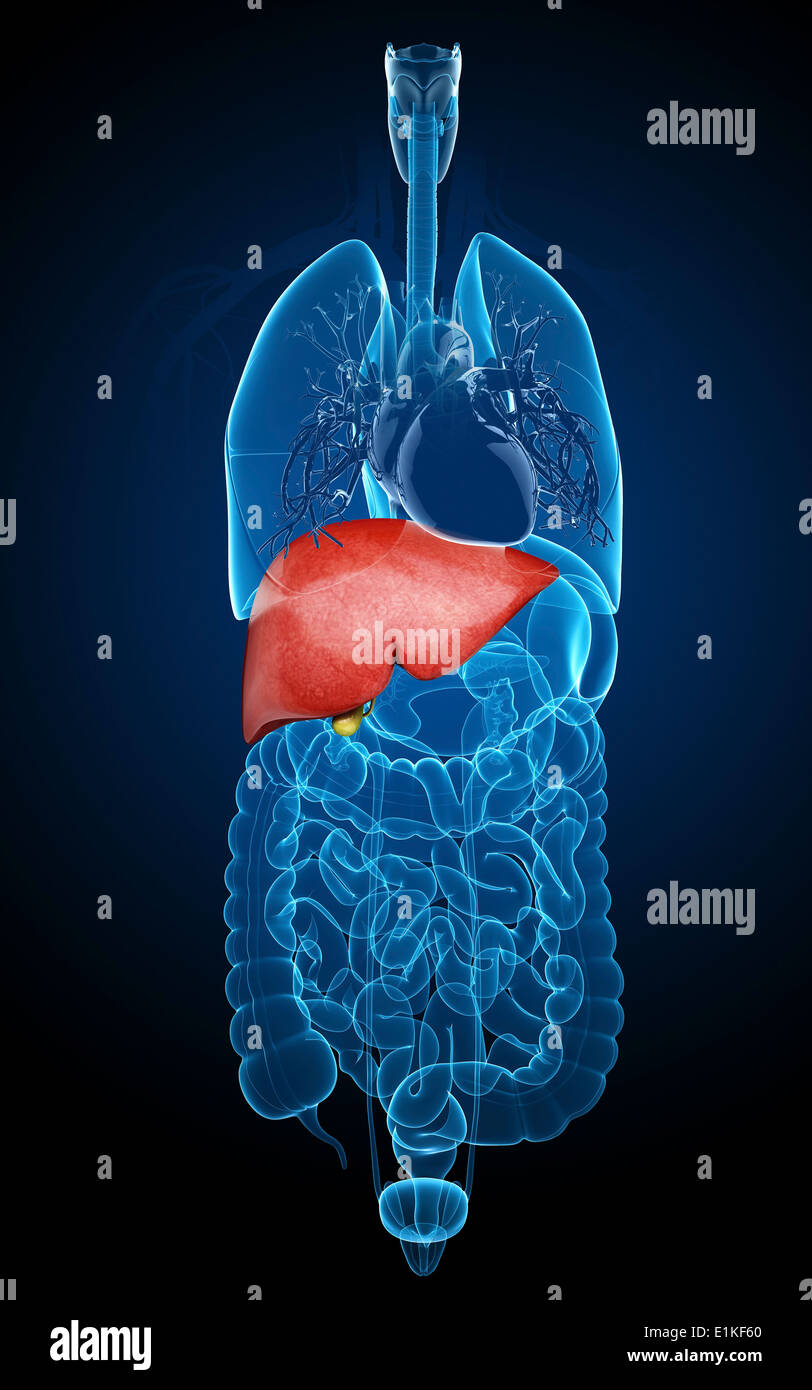 Human liver and gall bladder computer artwork Stock Photo - Alamy