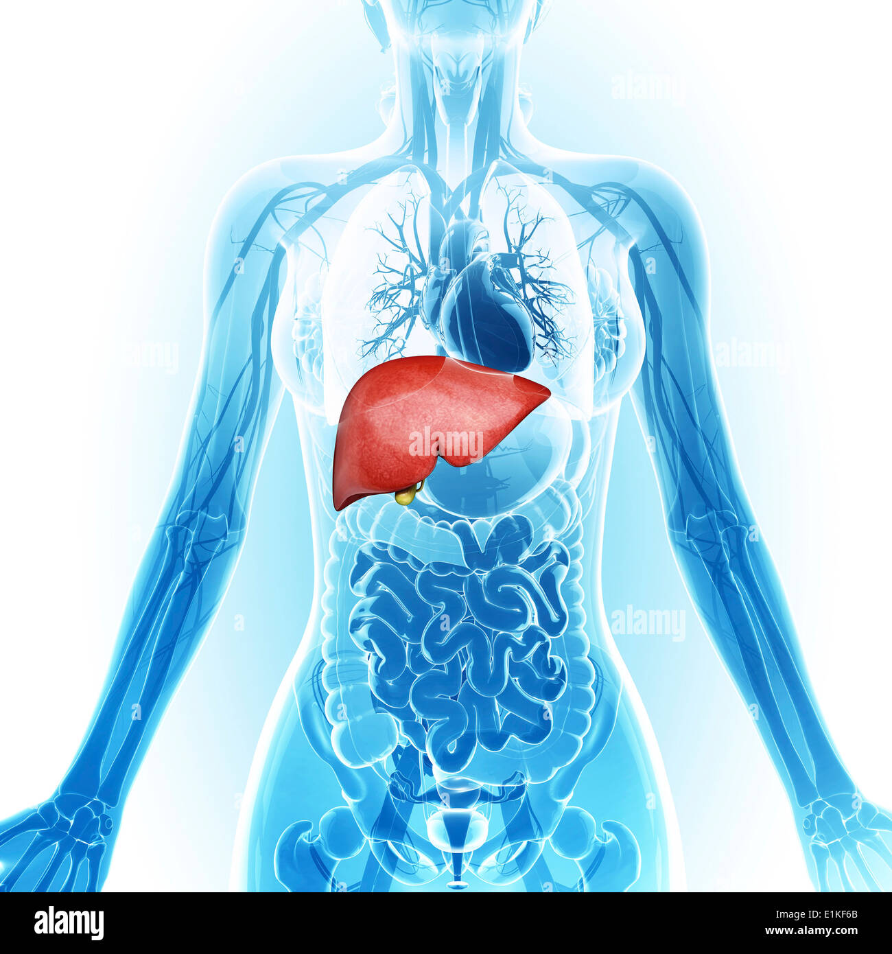 Human liver and gall bladder computer artwork Stock Photo - Alamy