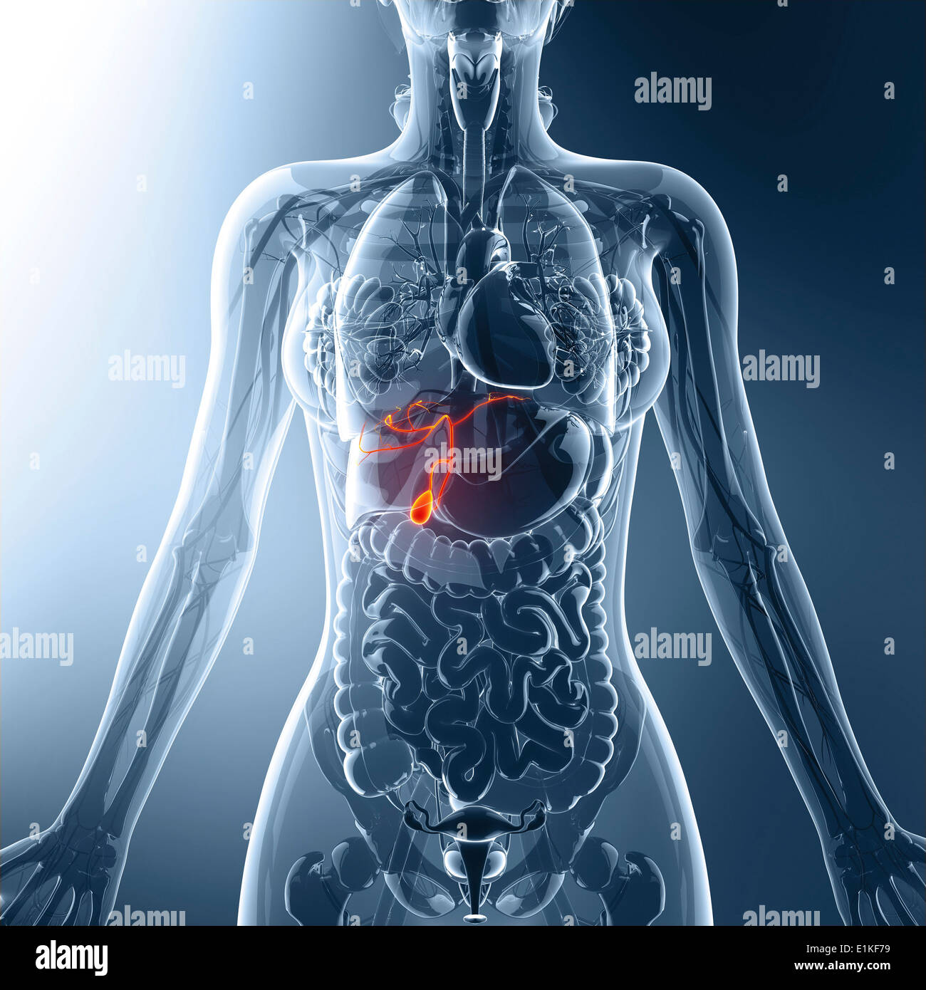 Human gall bladder computer artwork Stock Photo - Alamy