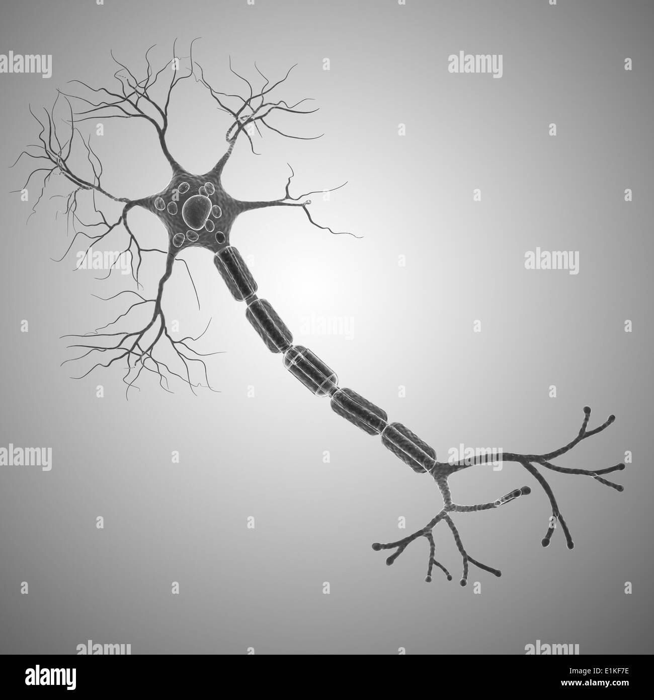 Nerve cell computer artwork Stock Photo