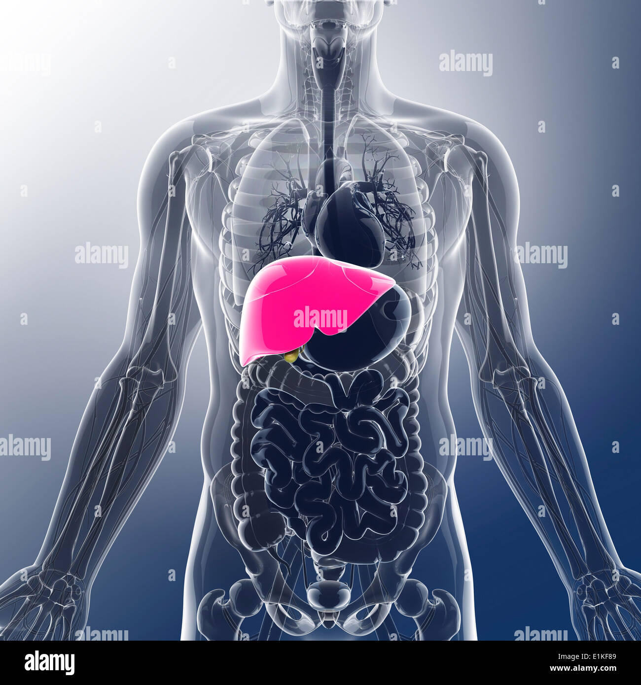 Human liver and gall bladder computer artwork Stock Photo - Alamy