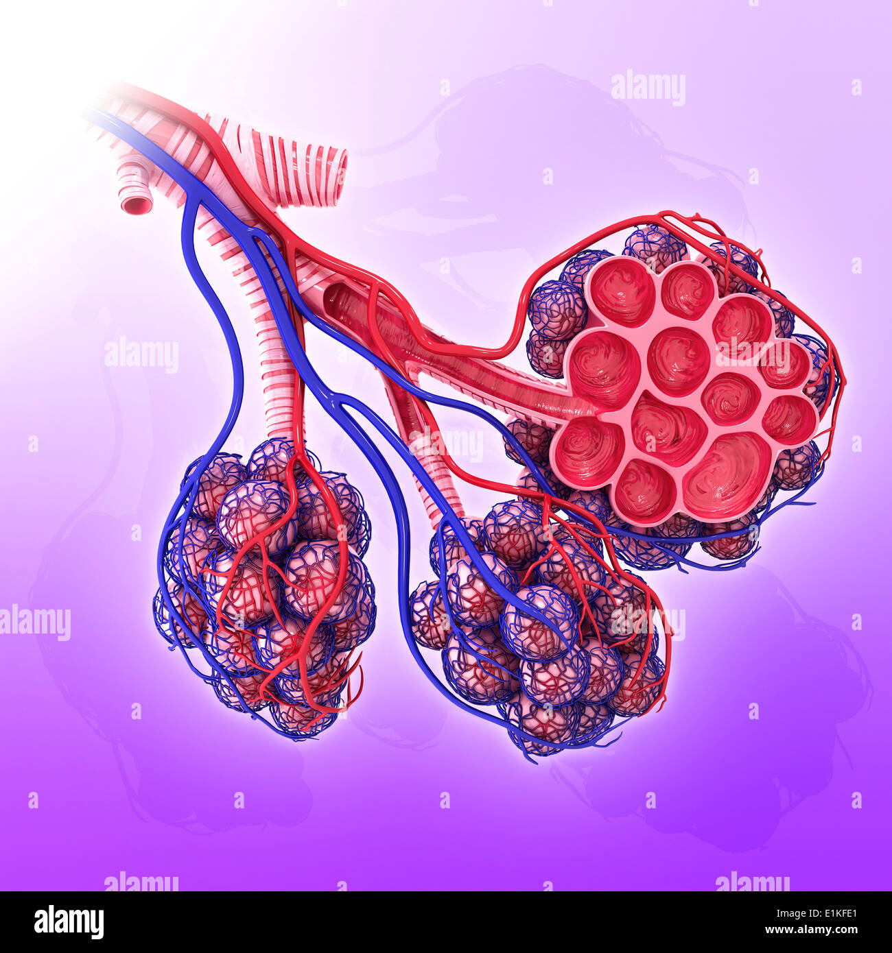 Human Alveoli Cut-away Computer Artwork Stock Photo - Alamy