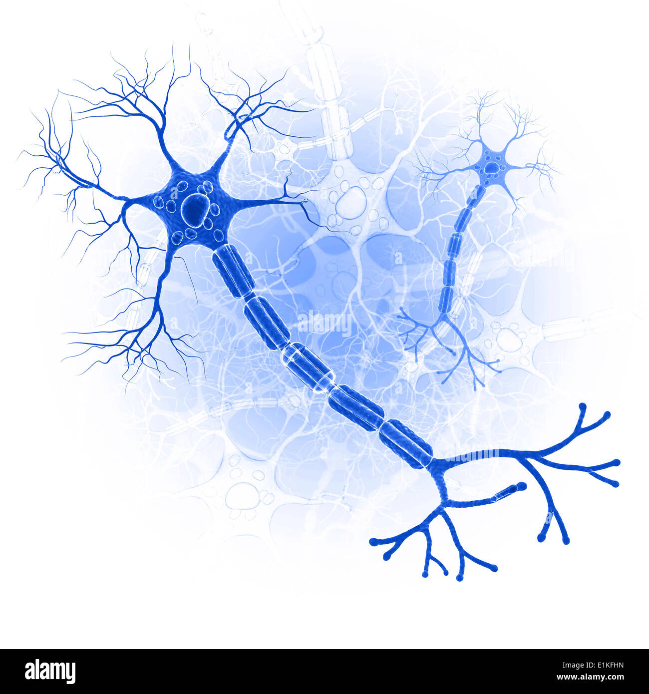 Nerve cell computer artwork Stock Photo - Alamy
