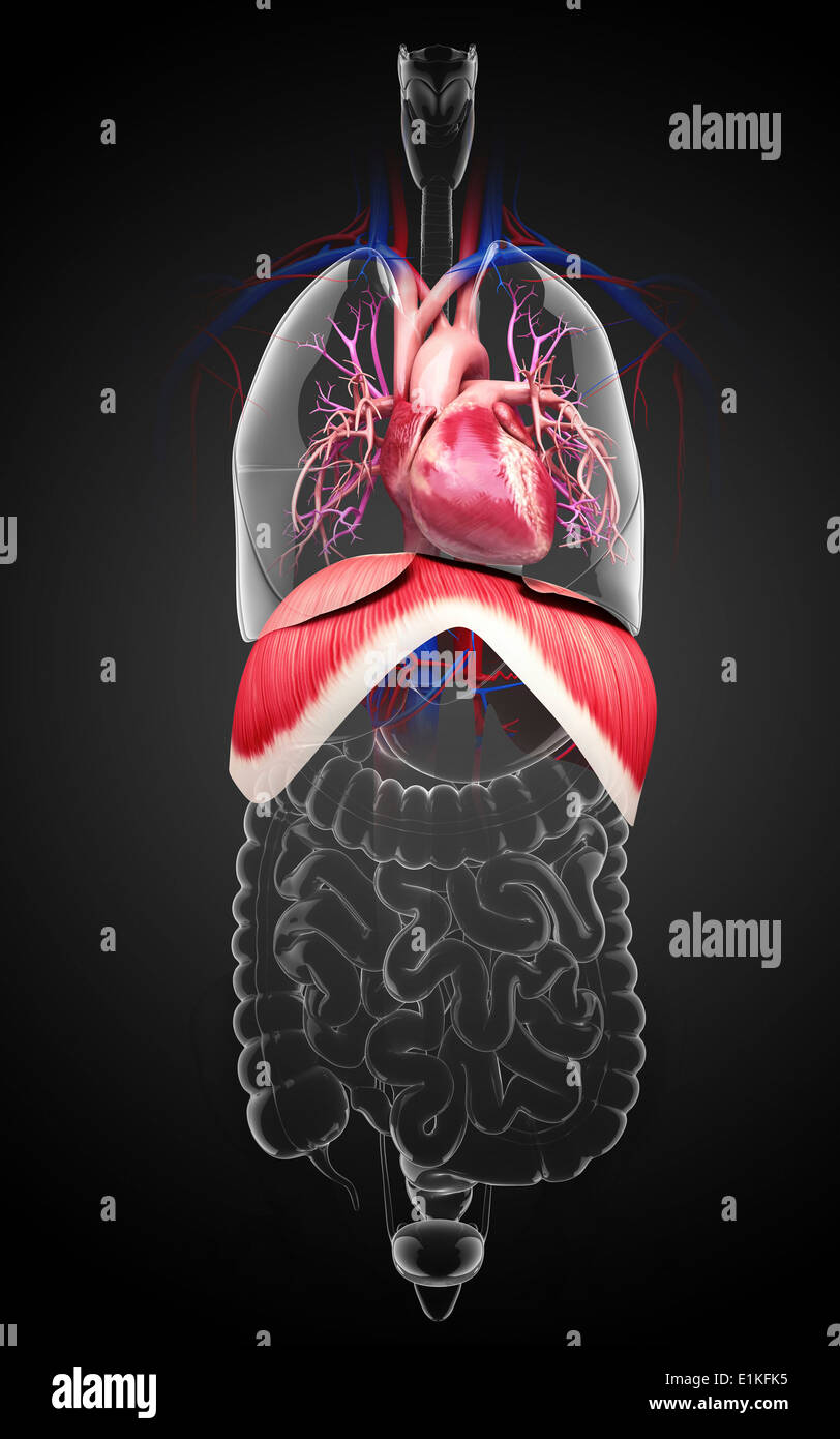 Human respiratory system computer artwork Stock Photo - Alamy