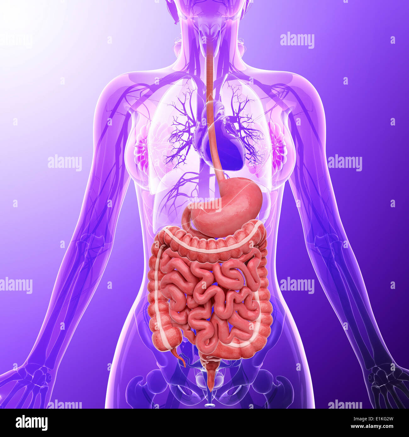 Human digestive system computer artwork Stock Photo - Alamy