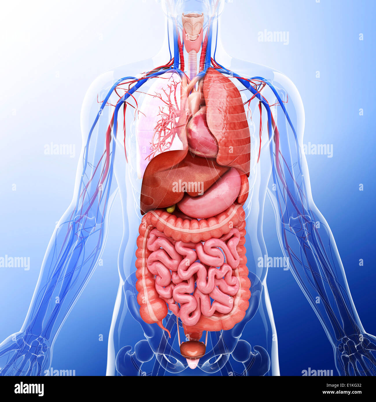 Внутреннее строение человека видео. Внутренности человека анатомия. Муляж внутренних органов человека. Схема анатомического строения человека. Внутреннее строение человека видео.