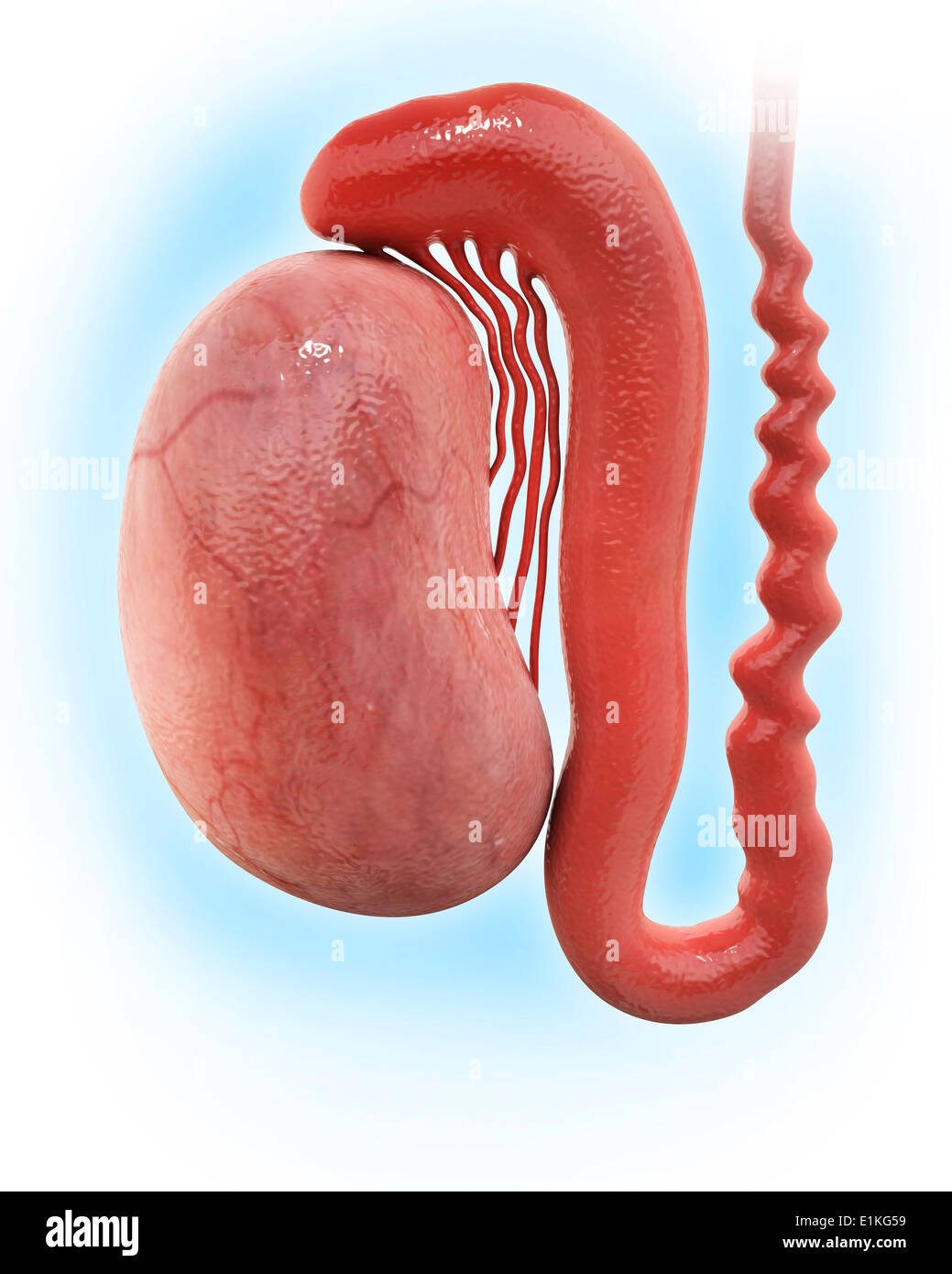 Testicle Stock Photos & Testicle Stock Images Page 3 Alamy