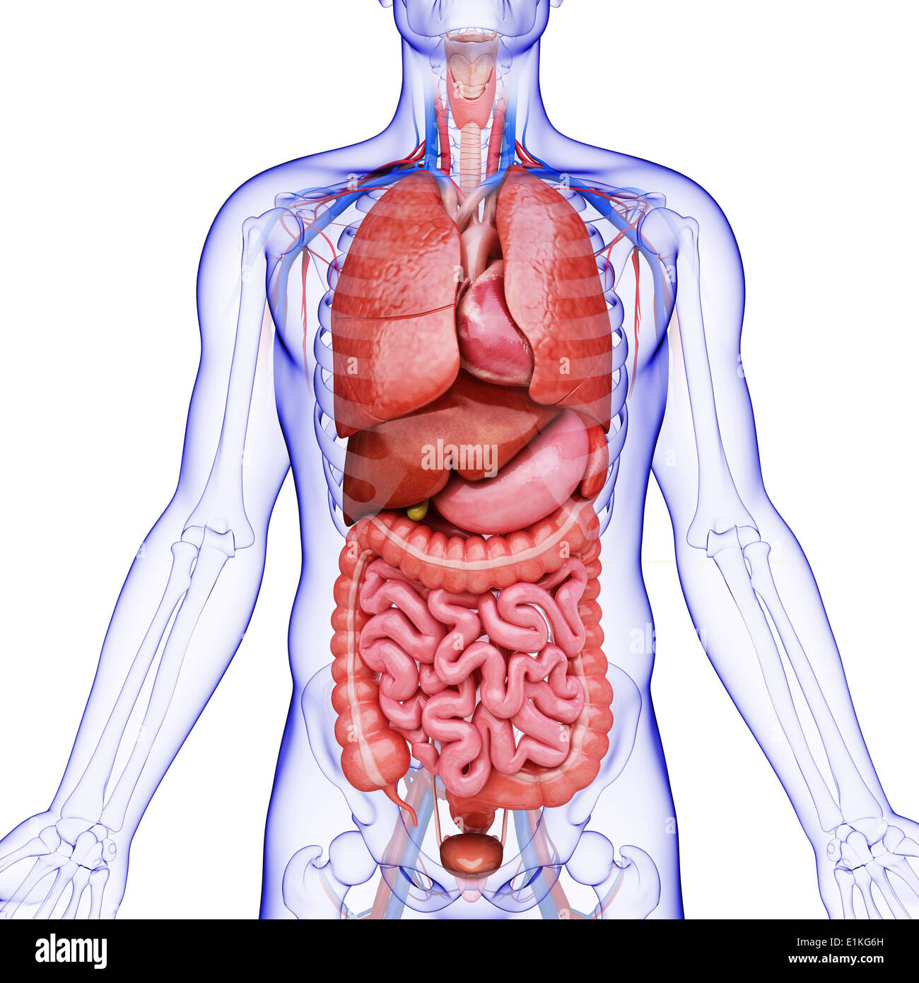ihtiyacım var Yüksek lisans Mükemmel  Human internal organs computer artwork Stock Photo - Alamy