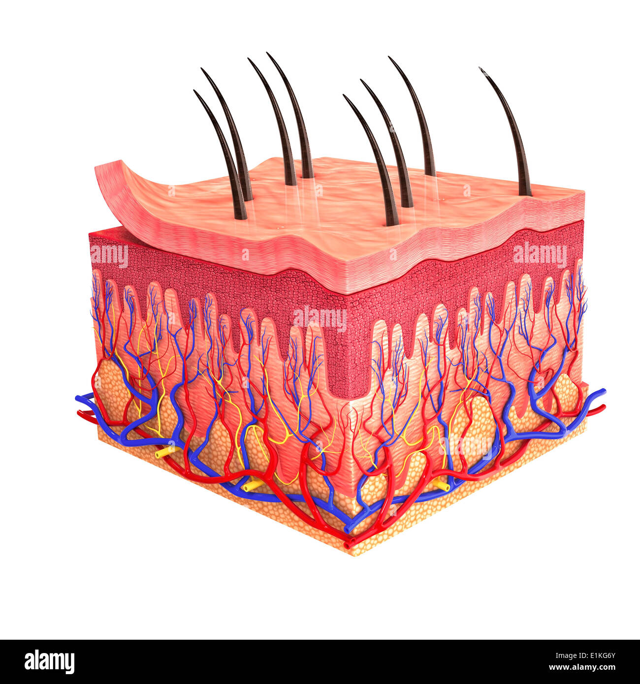Integumentary System Without Labels