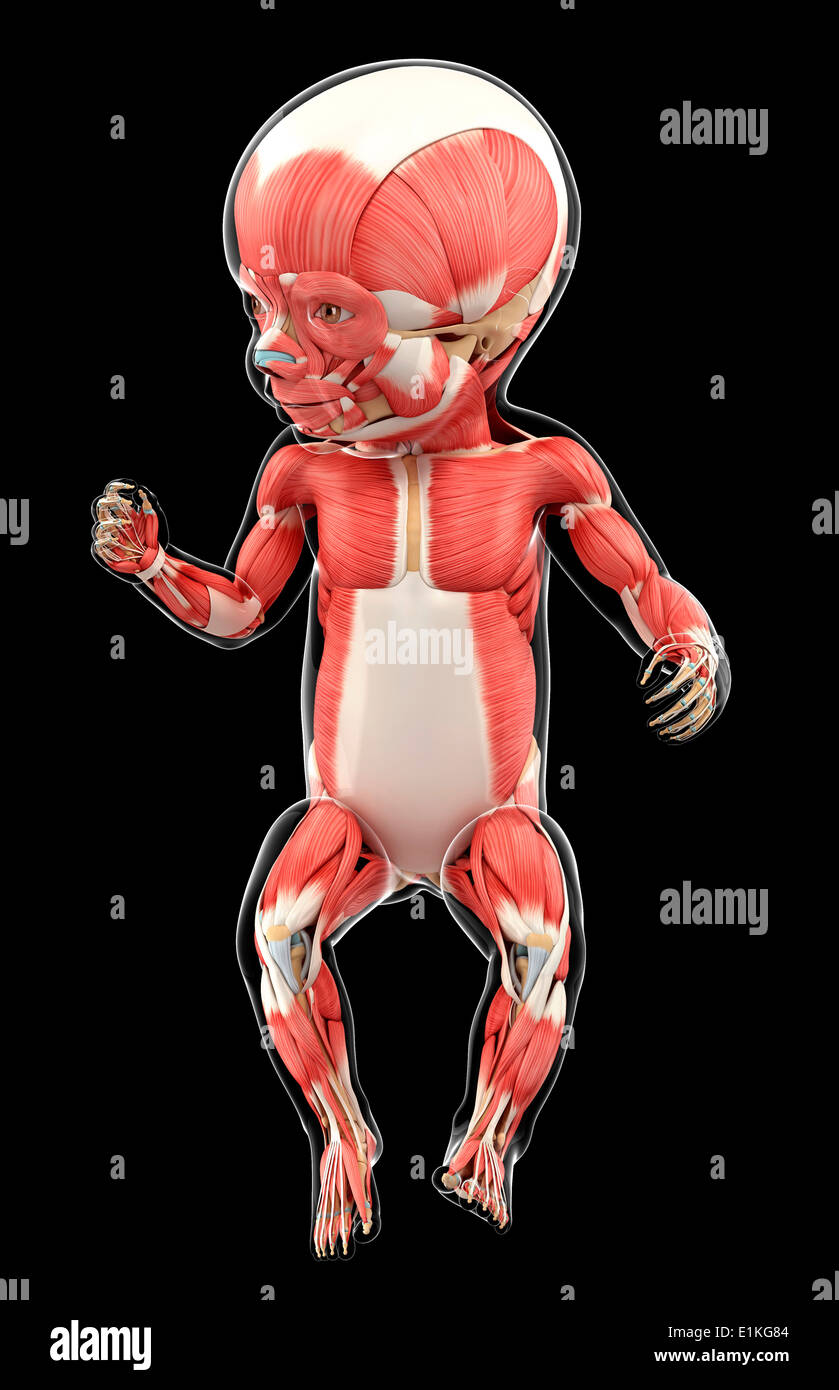 Baby S Muscular System Computer Artwork Stock Photo Alamy