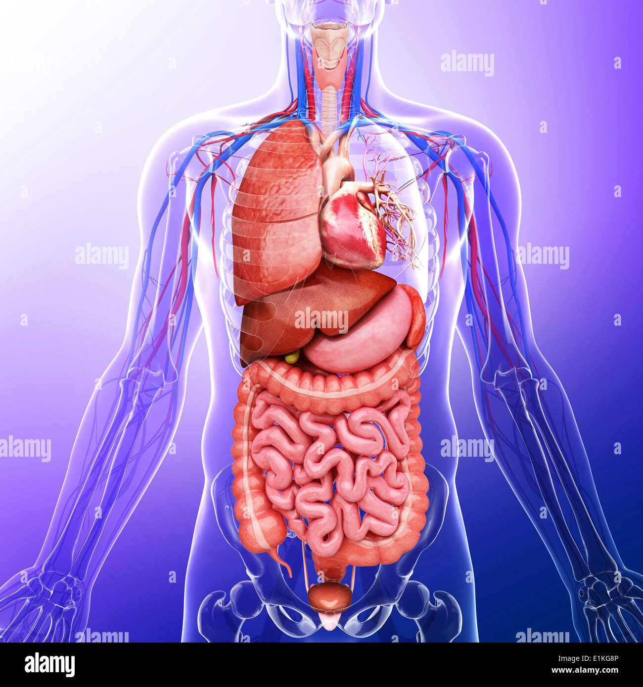 Internal organs human male hi-res stock photography and images - Alamy