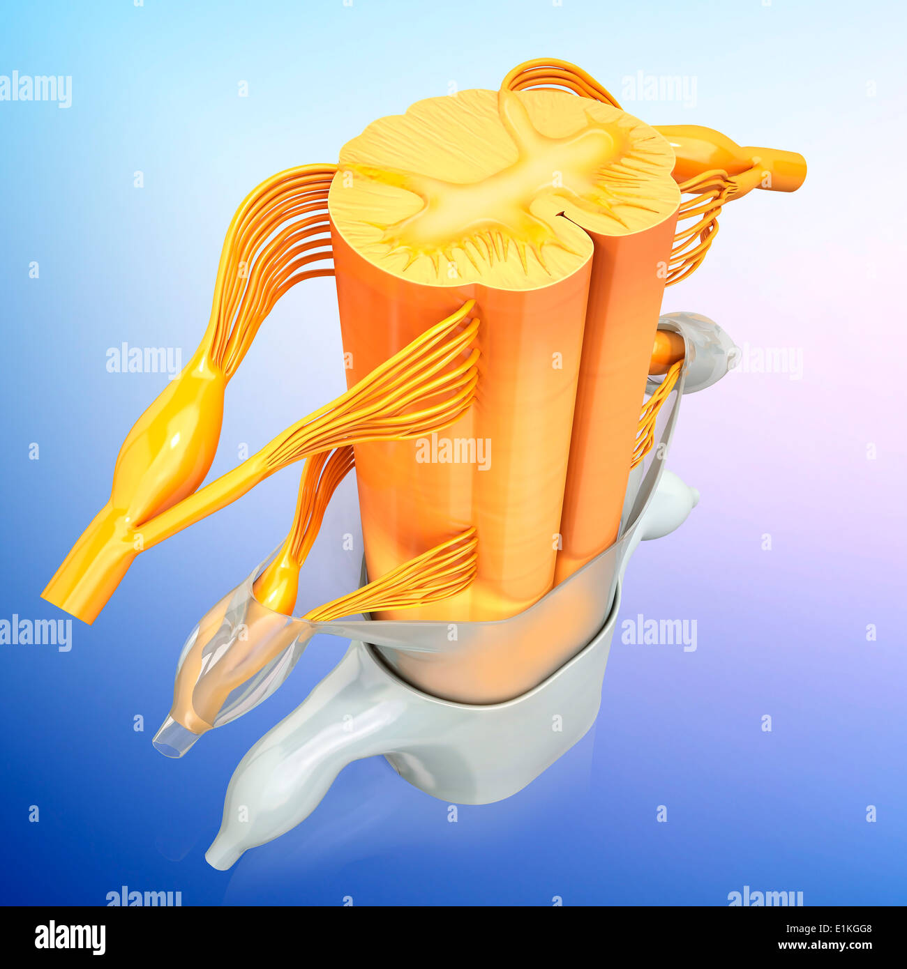 Human spinal chord computer artwork. Stock Photo