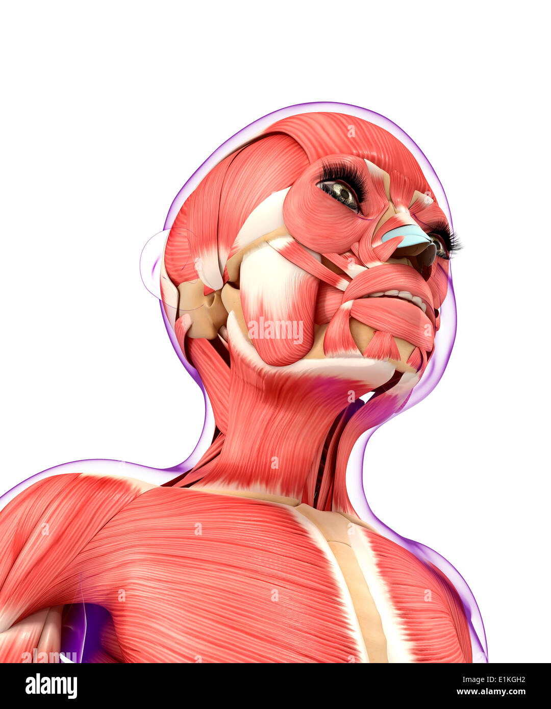 Muscular system computer artwork. Stock Photo