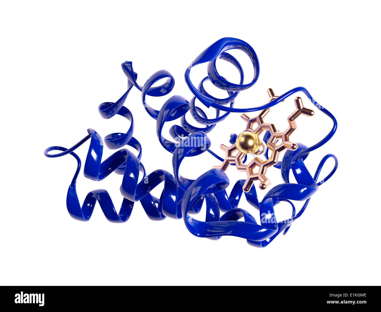 Haemoglobin molecule Computer artwork showing the tertiary structure of a haemoglobin monomer subunit Haemoglobin is a Stock Photo