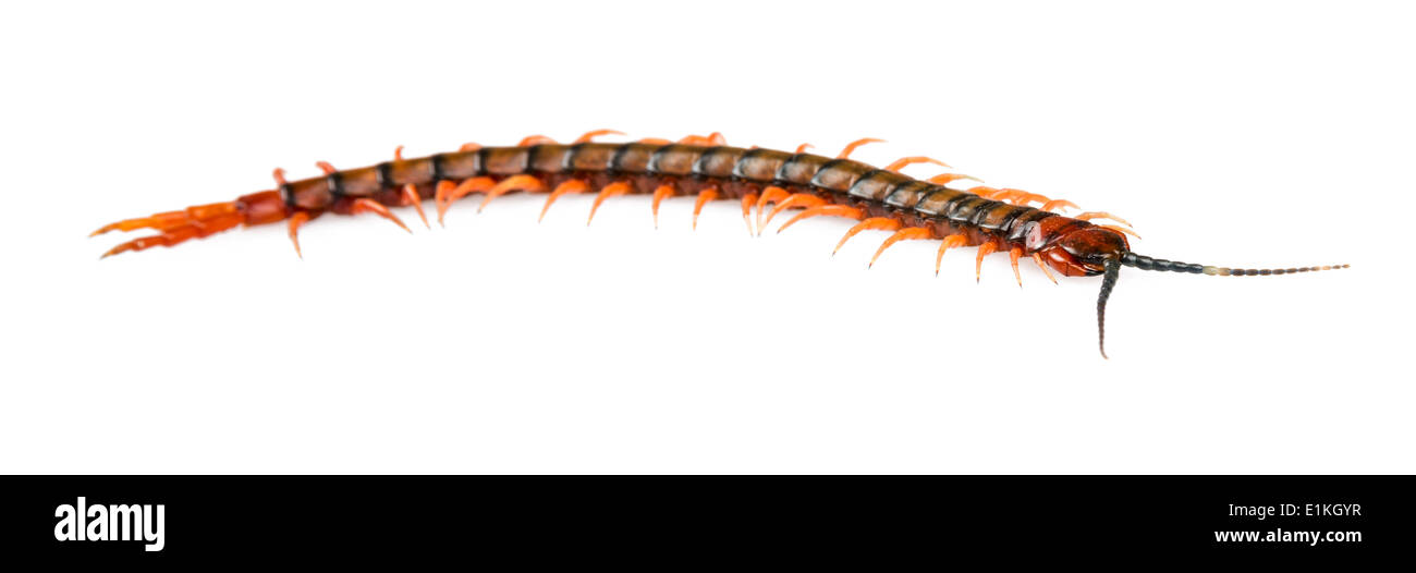 Giant centipede hires stock photography and images Alamy