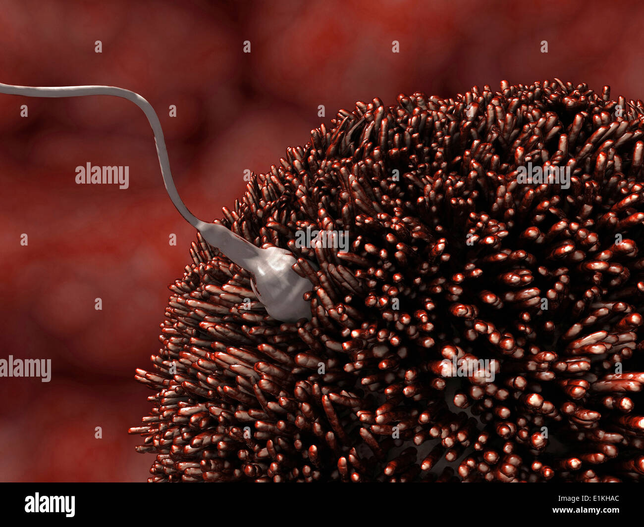 Sperm fertilizing egg hi-res stock photography and images - Alamy