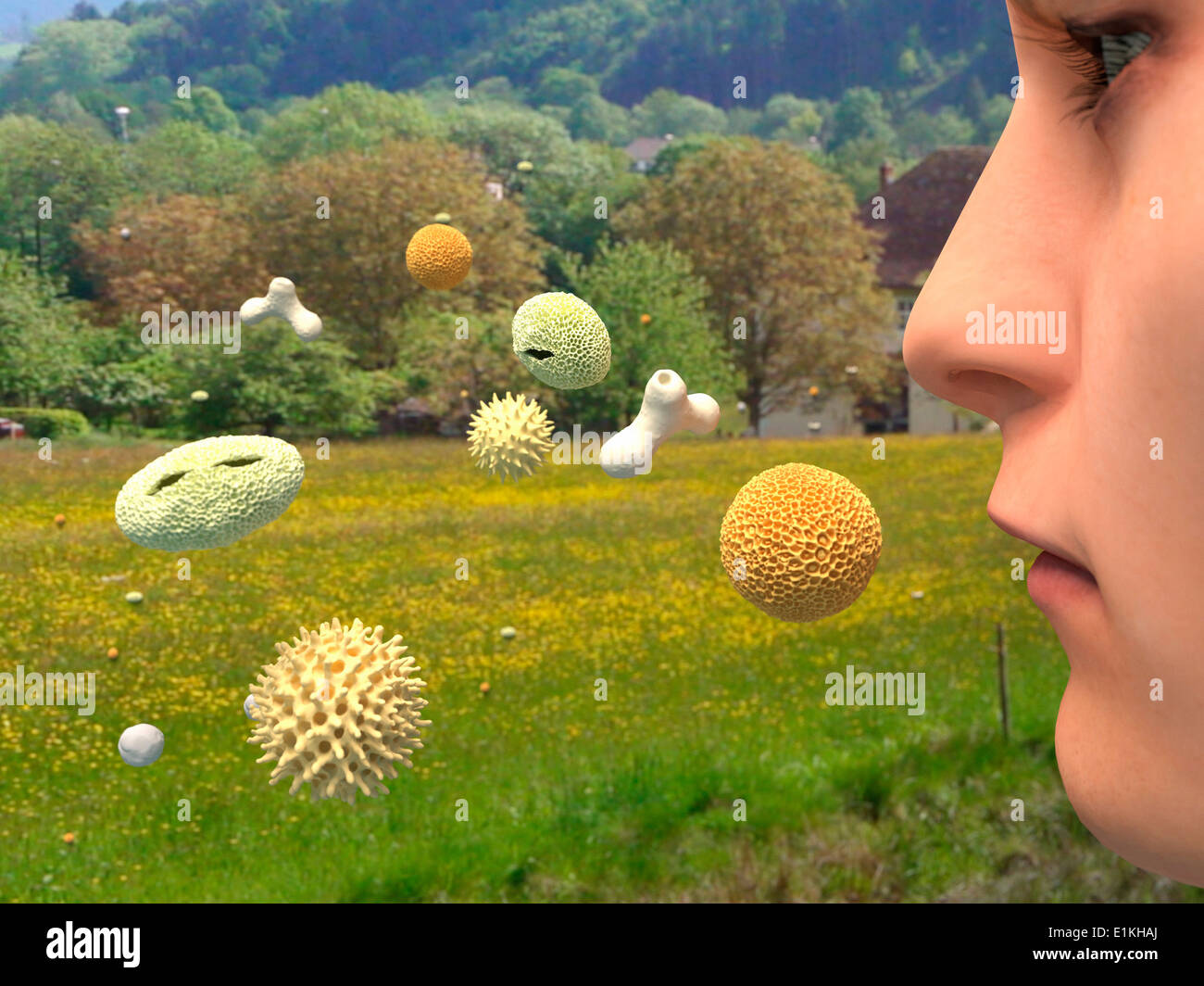 Artwork of pollen that causes hay fever. Stock Photo