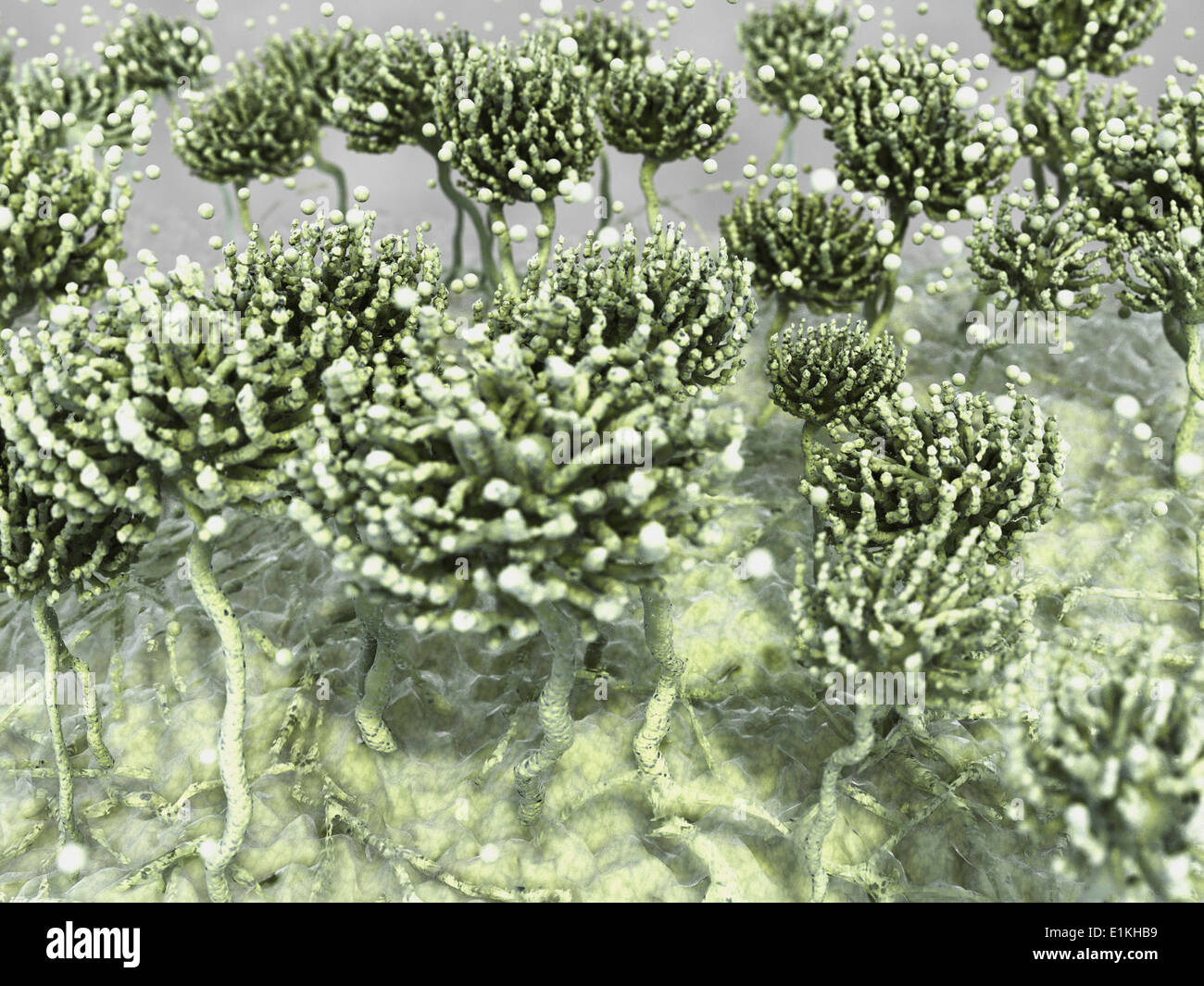 Artwork of mold growing on wallpaper Stock Photo Alamy