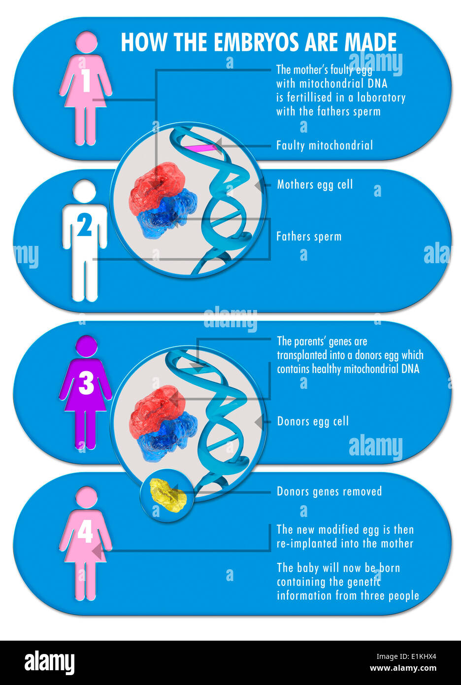 Infographic showing the process of three parent IVF (in vitro fertilisation) treatment. Stock Photo