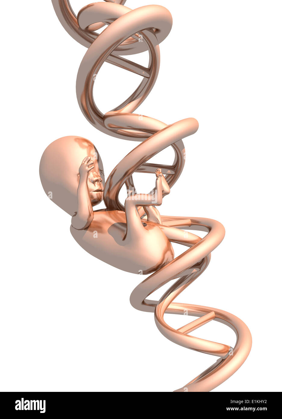Embryo and DNA (deoxyribonucleic acid) strand genetics concept Stock ...