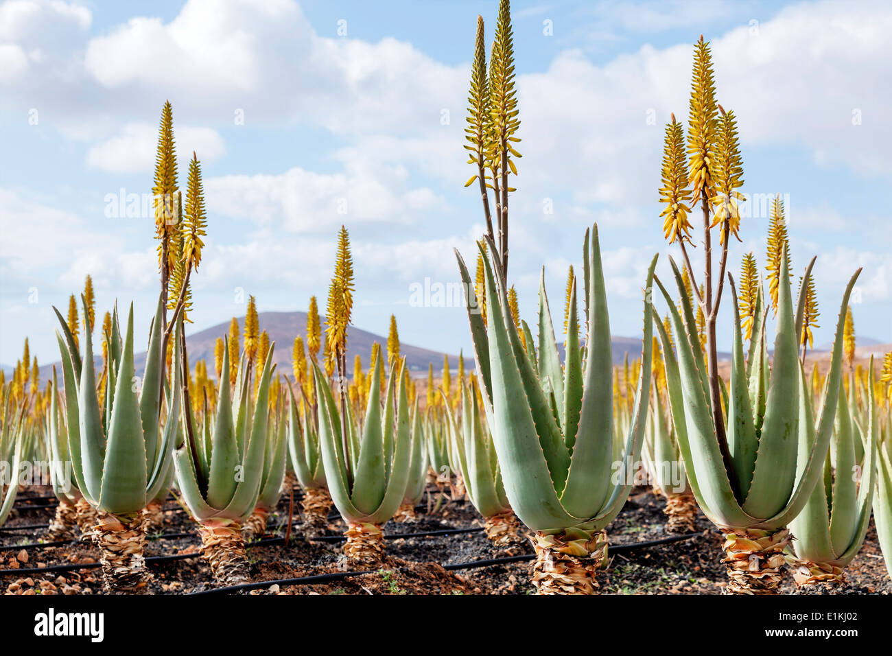 Aloe vera cultivation in Fuerteventura, Canary Islands, Spain, Europe Stock  Photo - Alamy