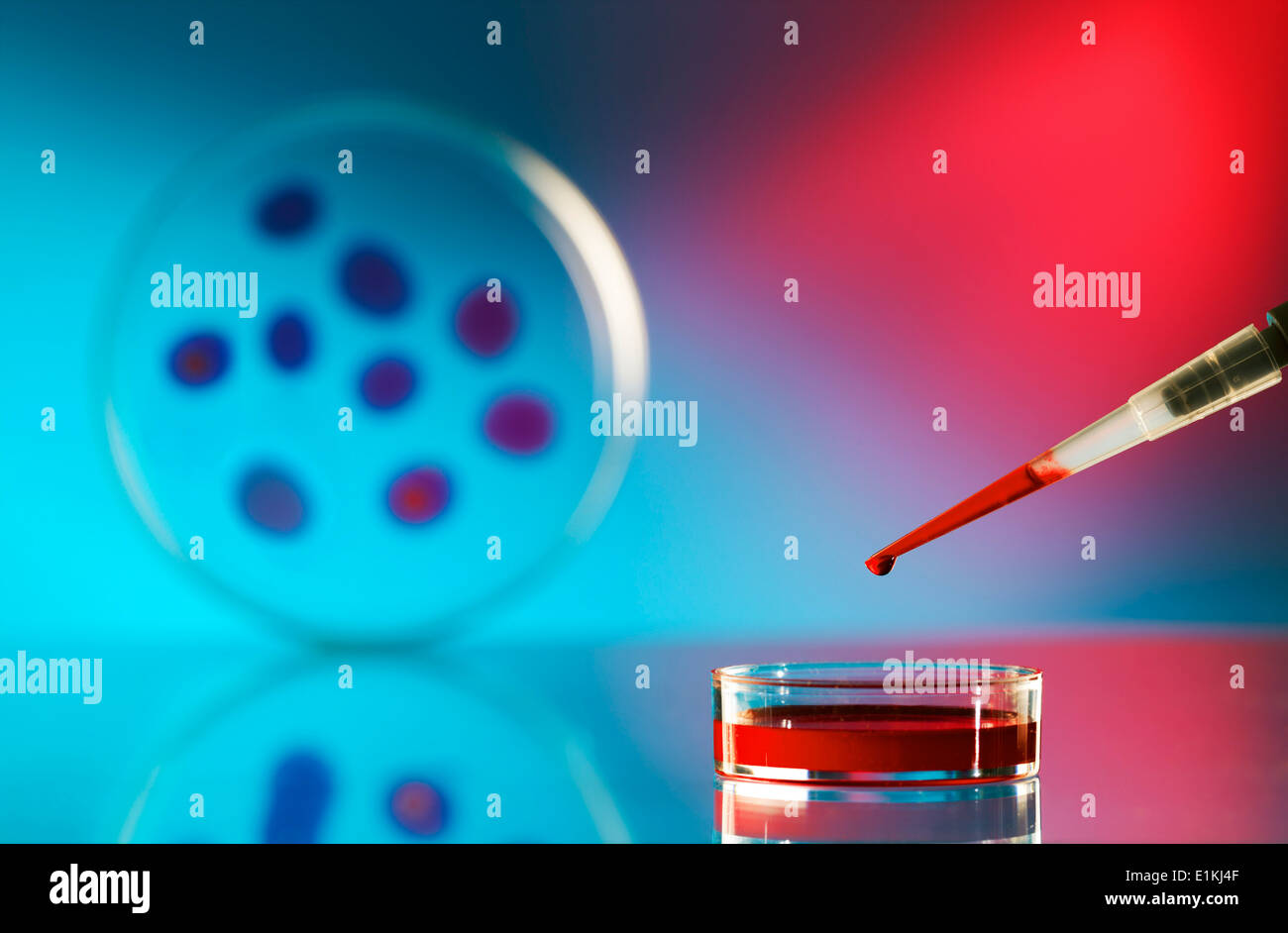 Pipette and petri dish with biomedical samples. Stock Photo