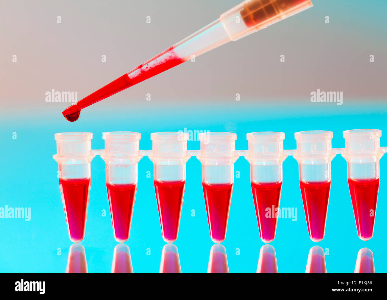 Pipette and microtubes used for blood testing. Stock Photo