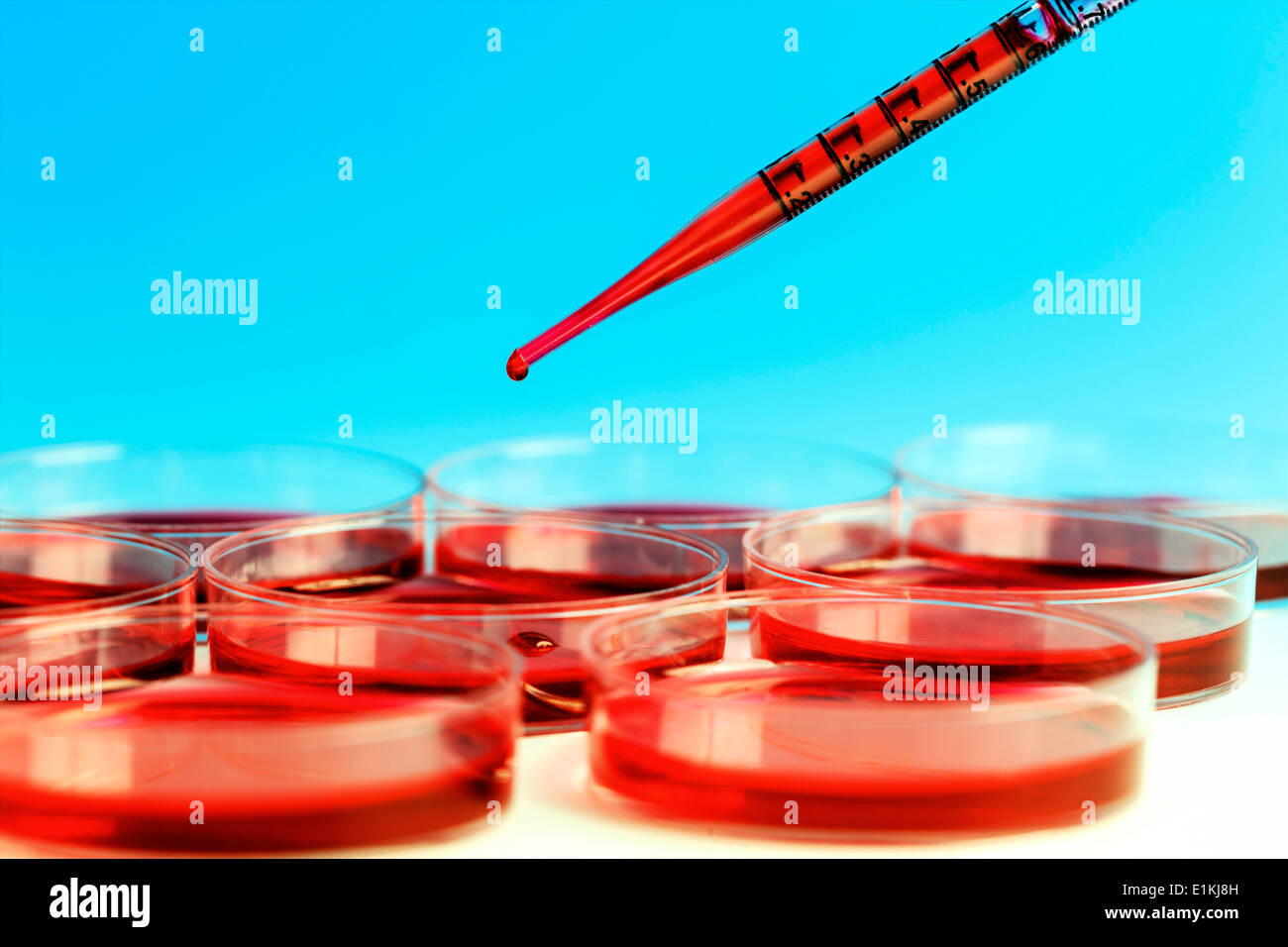 Pipette and petri dishes used for blood testing Stock Photo Alamy