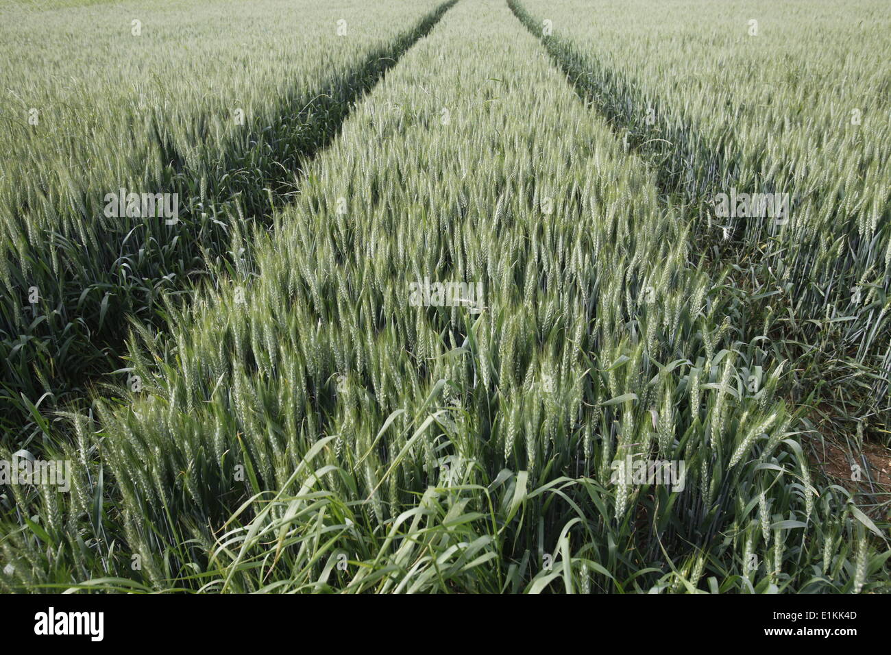 Field Stock Photo