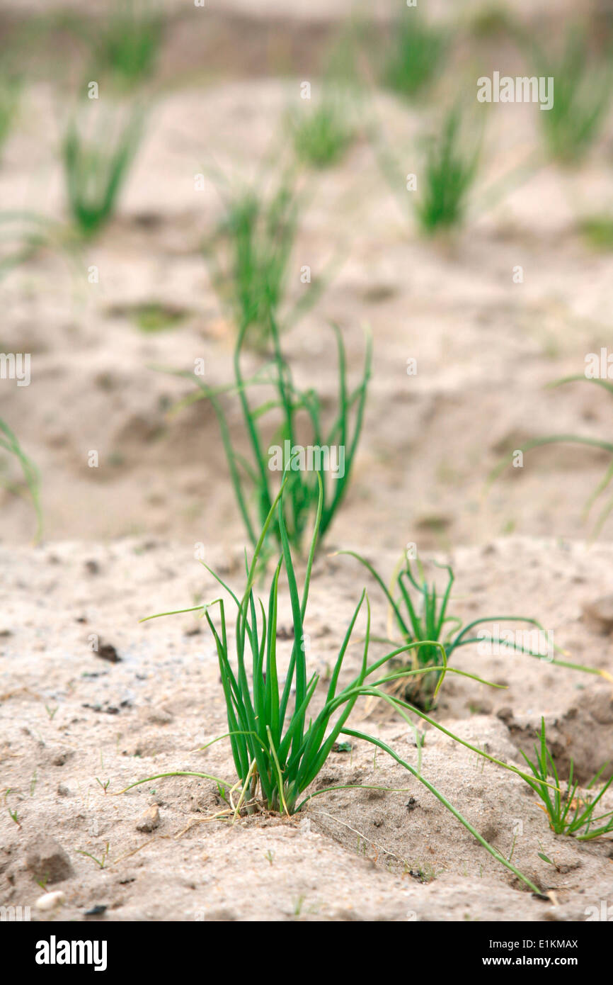 Agriculture Stock Photo