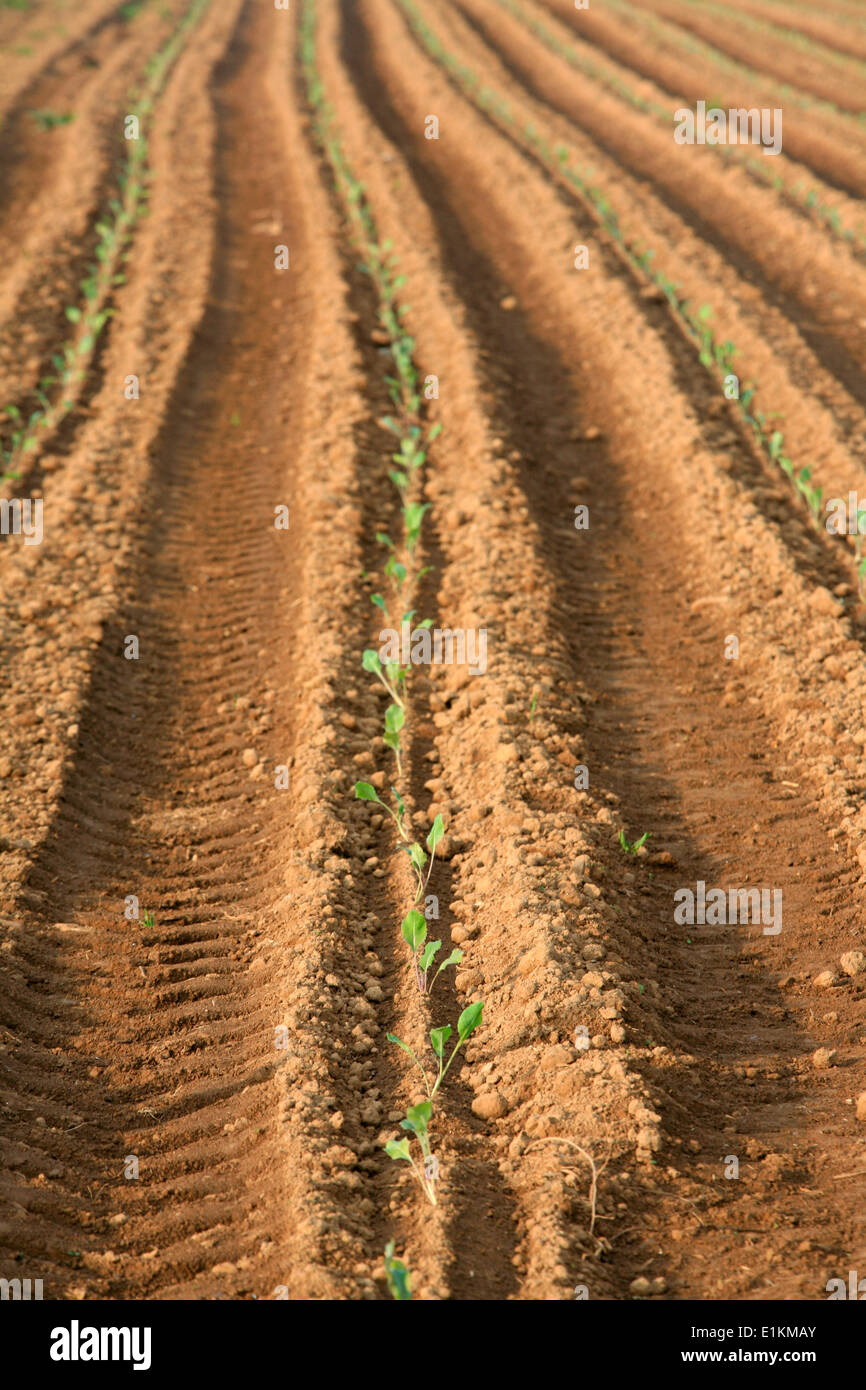 Agriculture Stock Photo