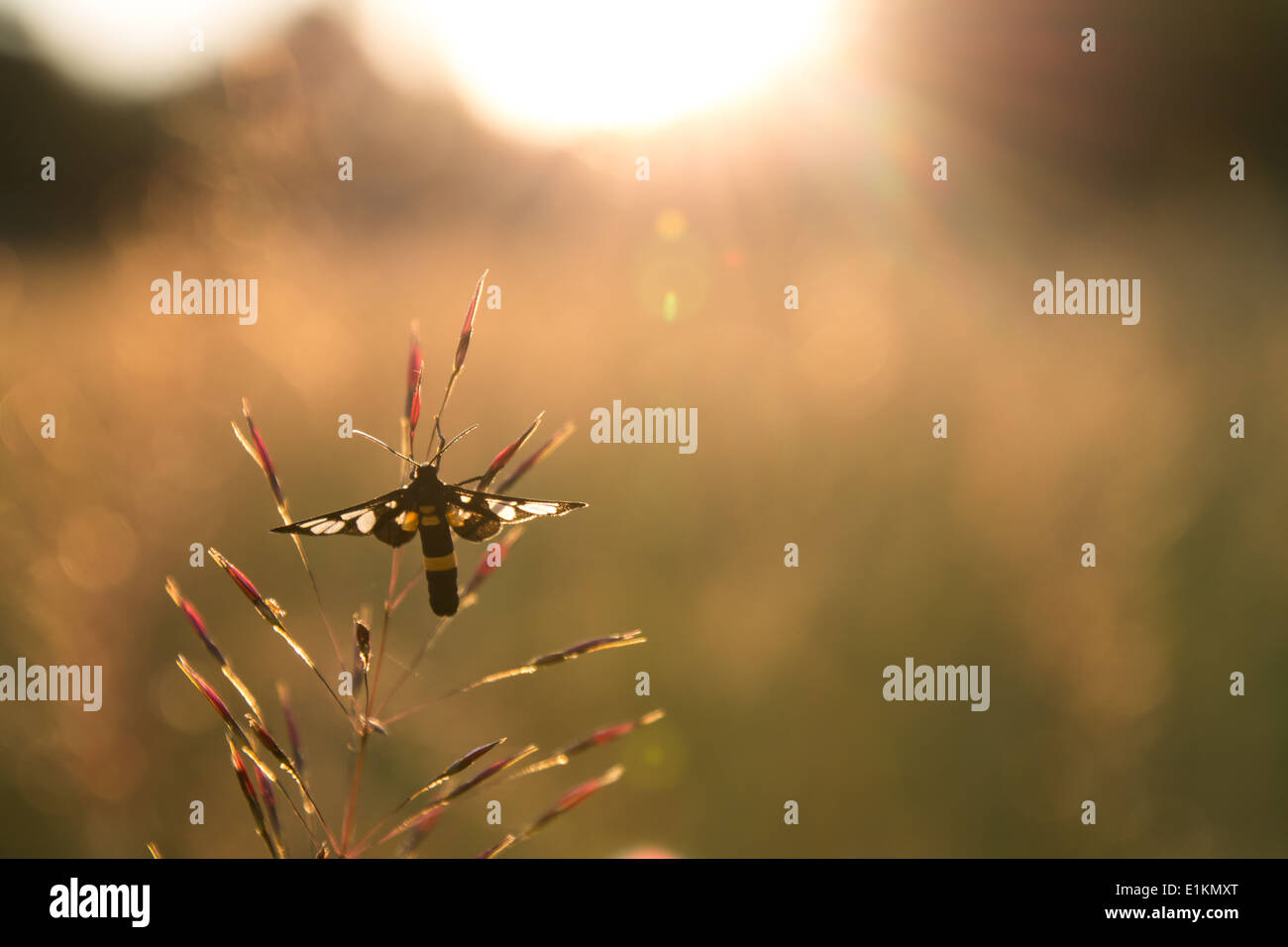 Black moth on the Chrysopogon aciculatus #1 Stock Photo