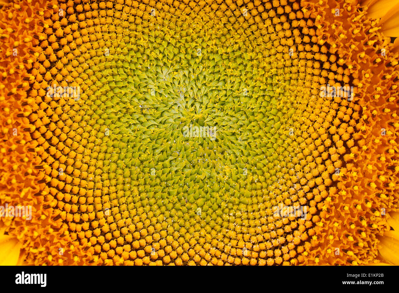 Sunflower Stock Photo