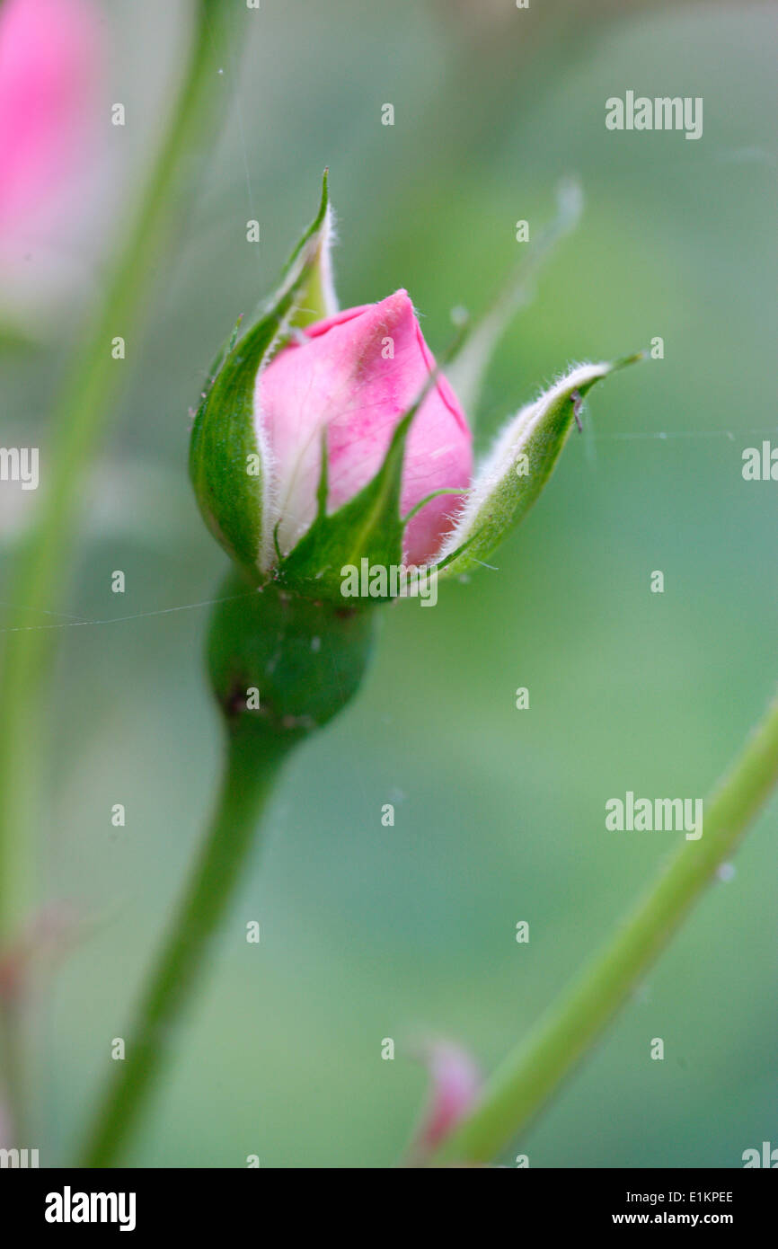 Rose bud hi-res stock photography and images - Alamy